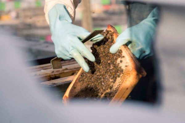 team building atelier apiculture